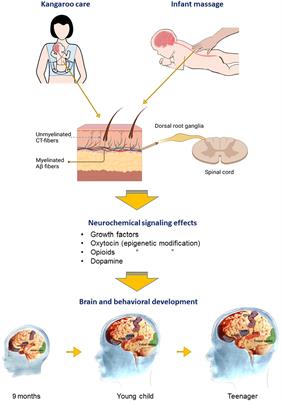 Affective touch in the context of development, oxytocin signaling, and autism